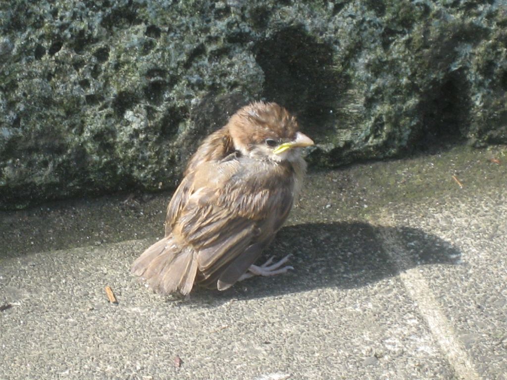 Sparrow